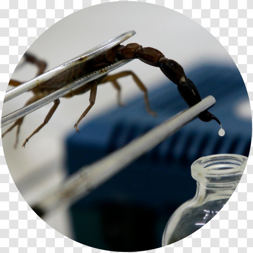 Scorpion Sting Poison Venom Fact - Animal Transparent PNG
