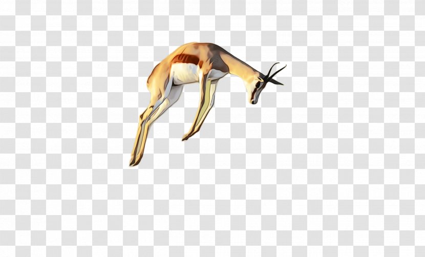 Springbok Wildlife Insect Fawn Antelope - Gazelle Transparent PNG