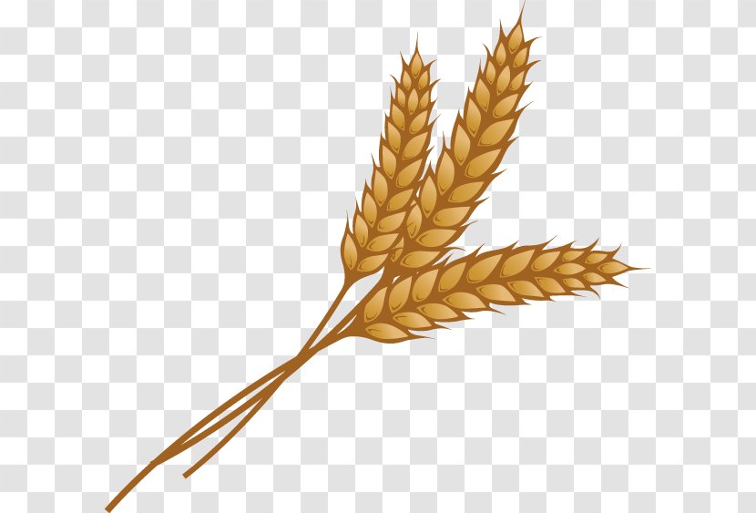 Wheat Ear Grain Clip Art - Cereal Germ Transparent PNG