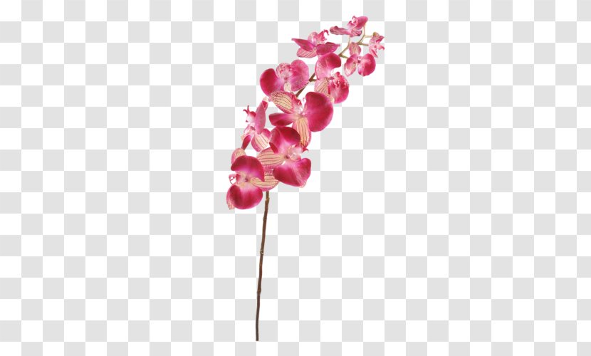 Moth Orchids Plant Stem Cut Flowers - Flower Transparent PNG