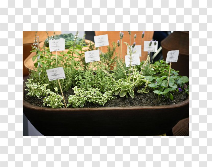 Herb Market Garden Flowerpot Vegetable Transparent PNG