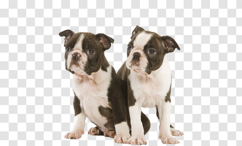 Boston Terrier Olde English Bulldogge Dorset Tyme Toy Bulldog Valley - Non Sporting Group - Puppy Transparent PNG