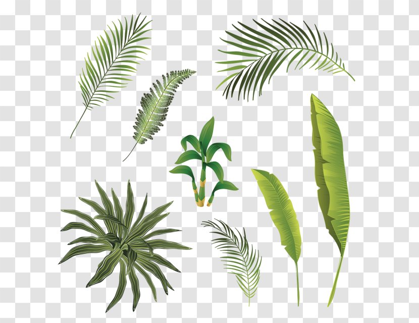 Leaf Plant Stem Tropics Transparent PNG