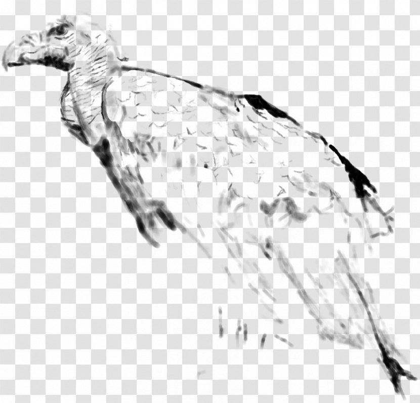 Water Bird Vulture Feather Goose - Artwork Transparent PNG