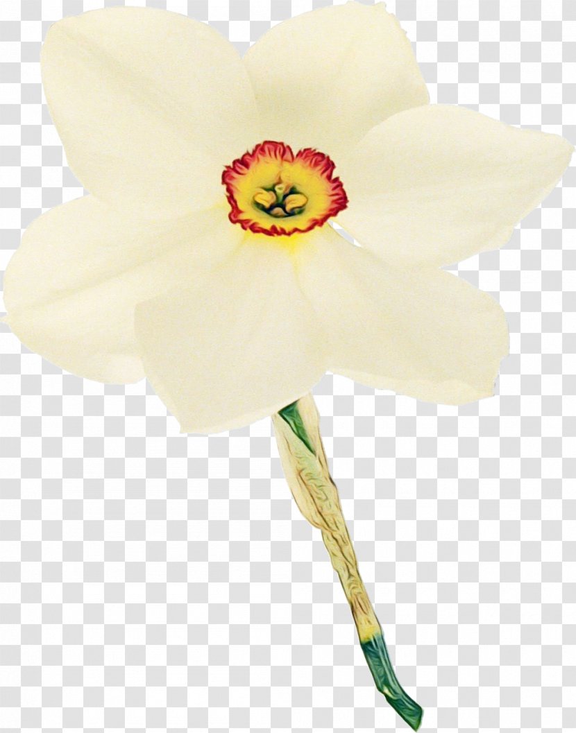 Flowering Plant Flower White Petal Yellow - Wet Ink - Amaryllis Family Pedicel Transparent PNG