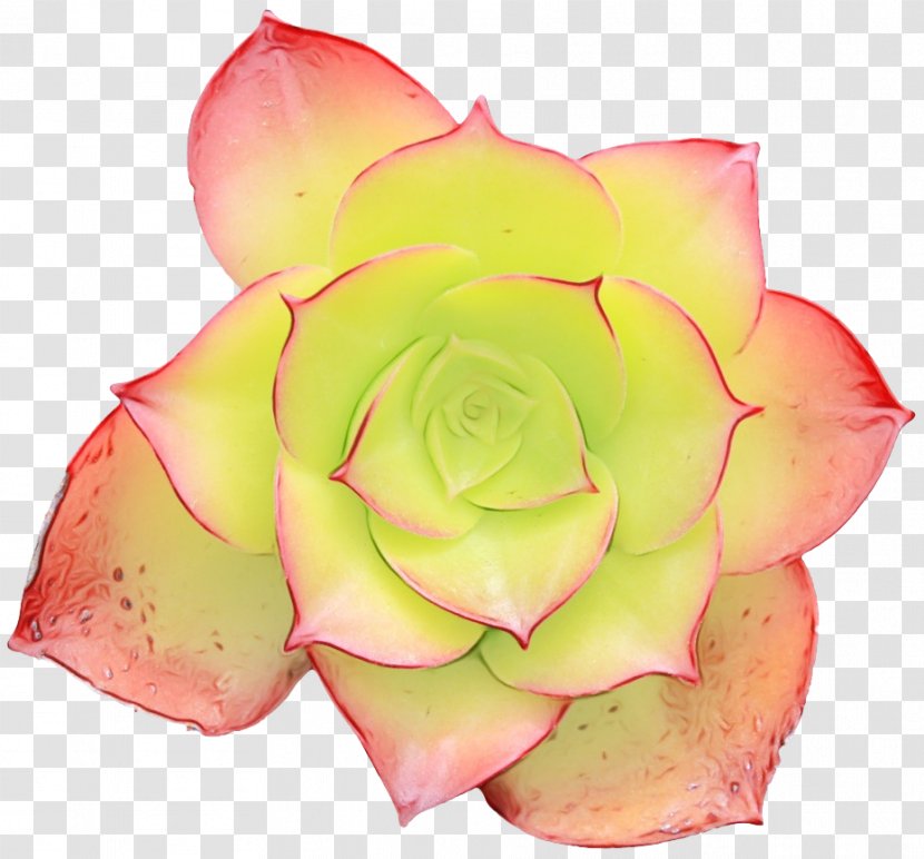 Watercolor Pink Flowers - Paint - Perennial Plant Artificial Flower Transparent PNG