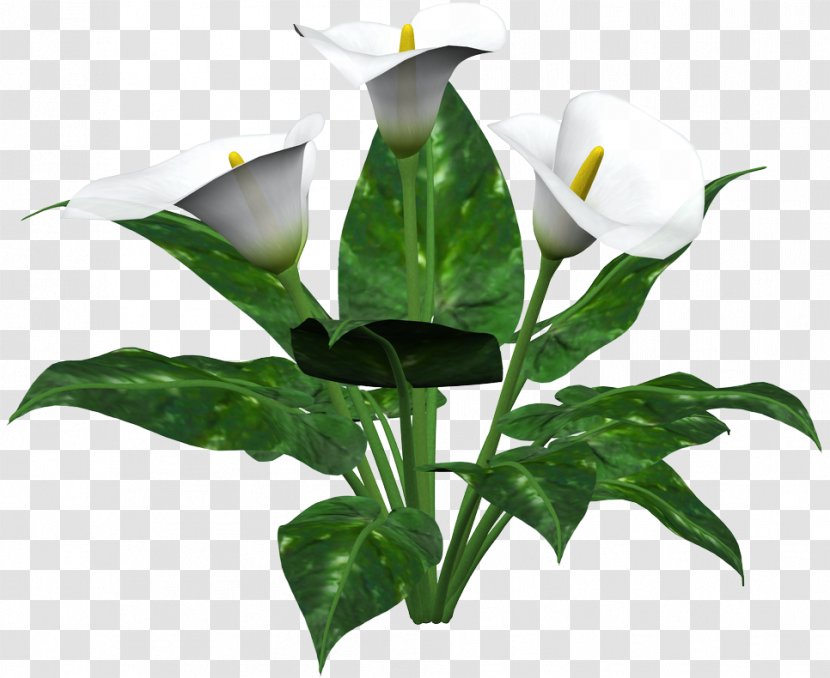 Arum Lilies Arum-lily Cut Flowers Flowerpot - Alismatales - Flower Transparent PNG