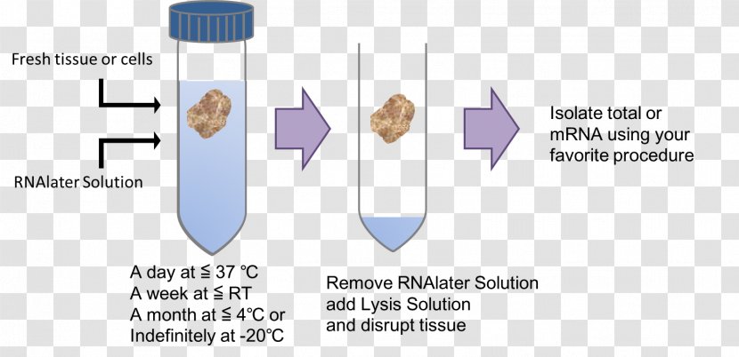 Information Invitrogen Dynal AS Organism Solution - Heart - Rna Transparent PNG