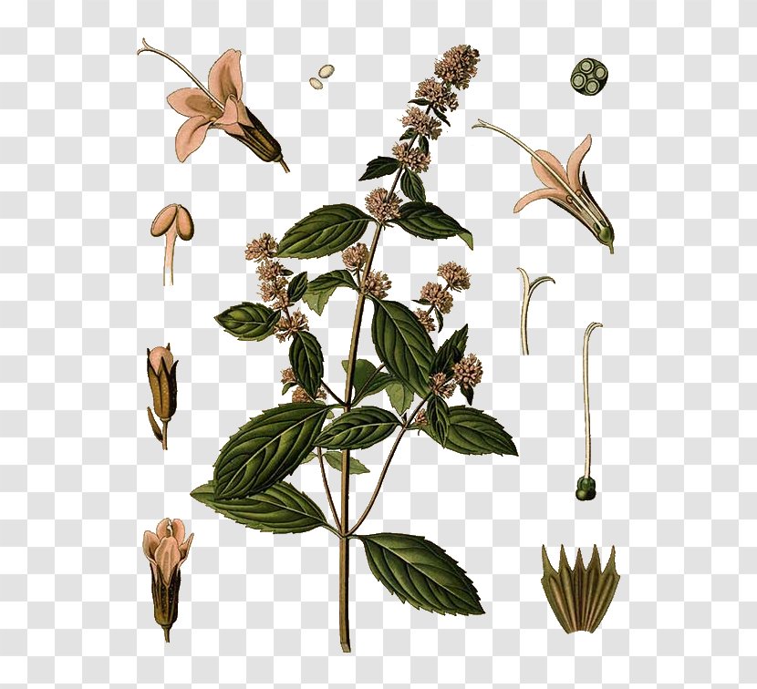 Peppermint Water Mint Mentha Spicata Mints Medicinal Plants - Oil Transparent PNG