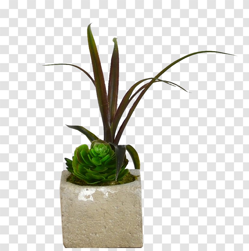Flowerpot Houseplant Plant Stem Aloe Vera - Flower Transparent PNG