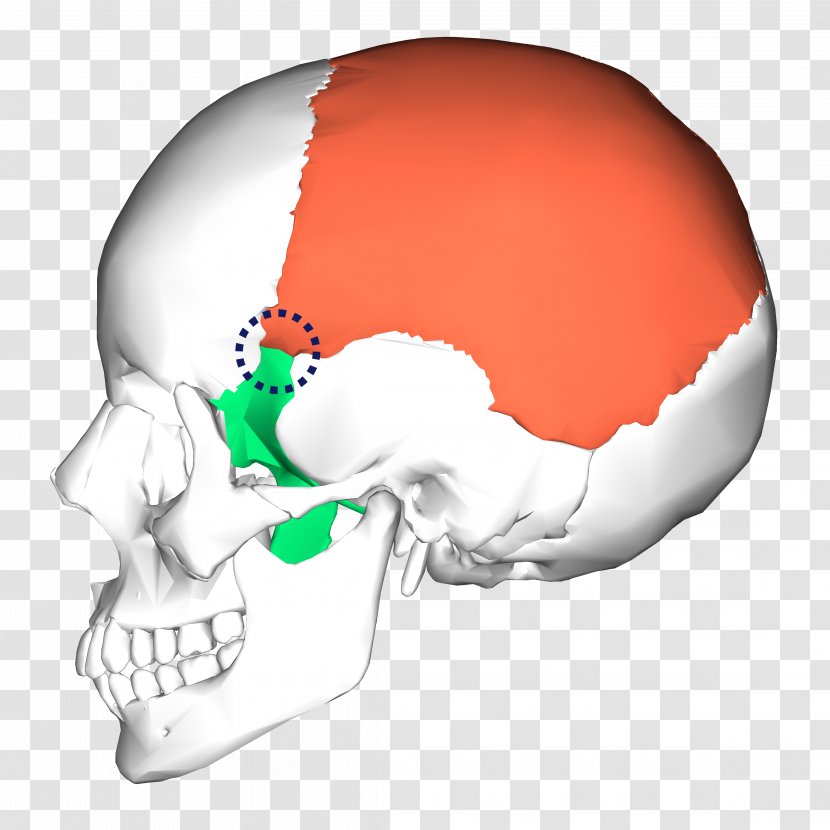 Occipital Bone Skull Temporal Anatomy - Head - Look Transparent PNG