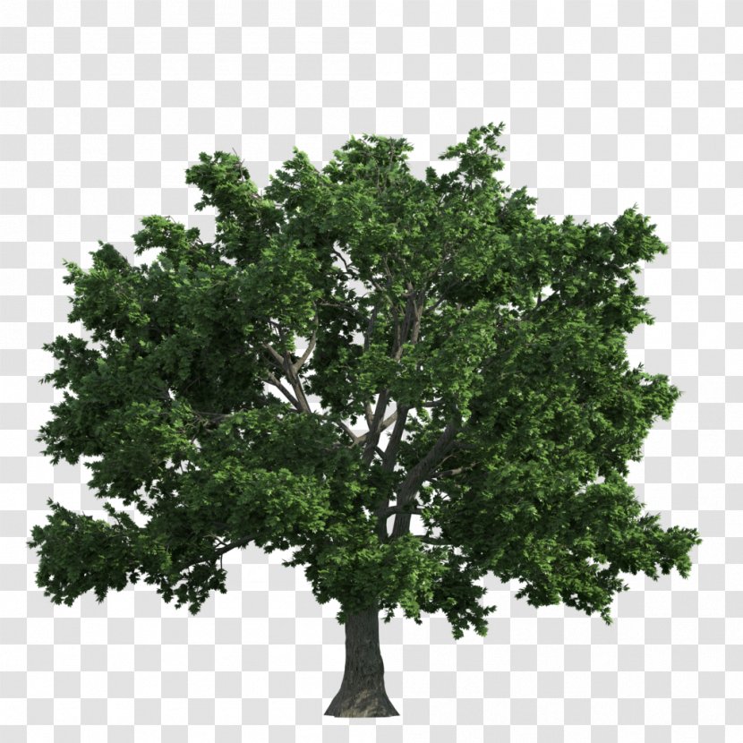 Tree English Oak - Leaf - Two Transparent PNG