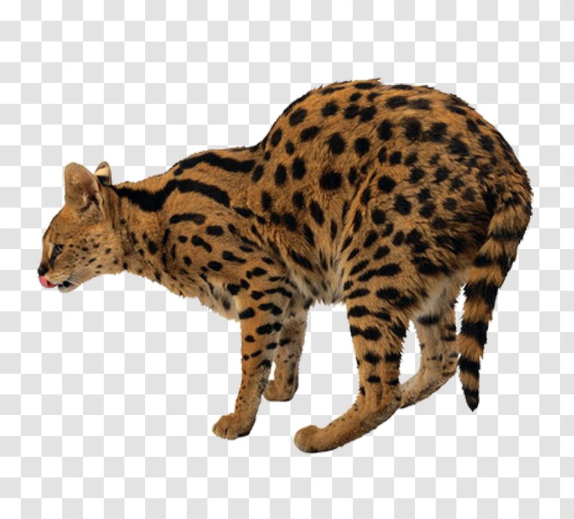 Leopard Tiger Felidae Lion Cat Transparent PNG
