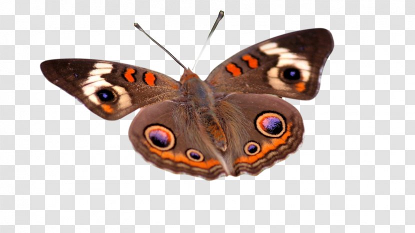 Butterfly Insect Desktop Wallpaper Moth High-definition Video - Invertebrate - Fondo Transparent PNG