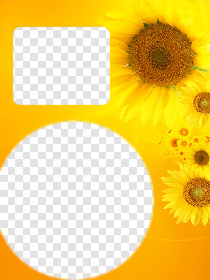 Common Sunflower Yellow Color - Petal - Photo Album Border Template Elements Transparent PNG