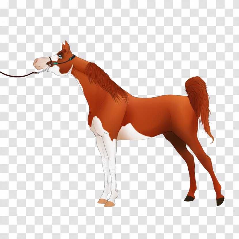 Foal Stallion Mare Mustang Colt - Horse Tack - Desert Sand Transparent PNG