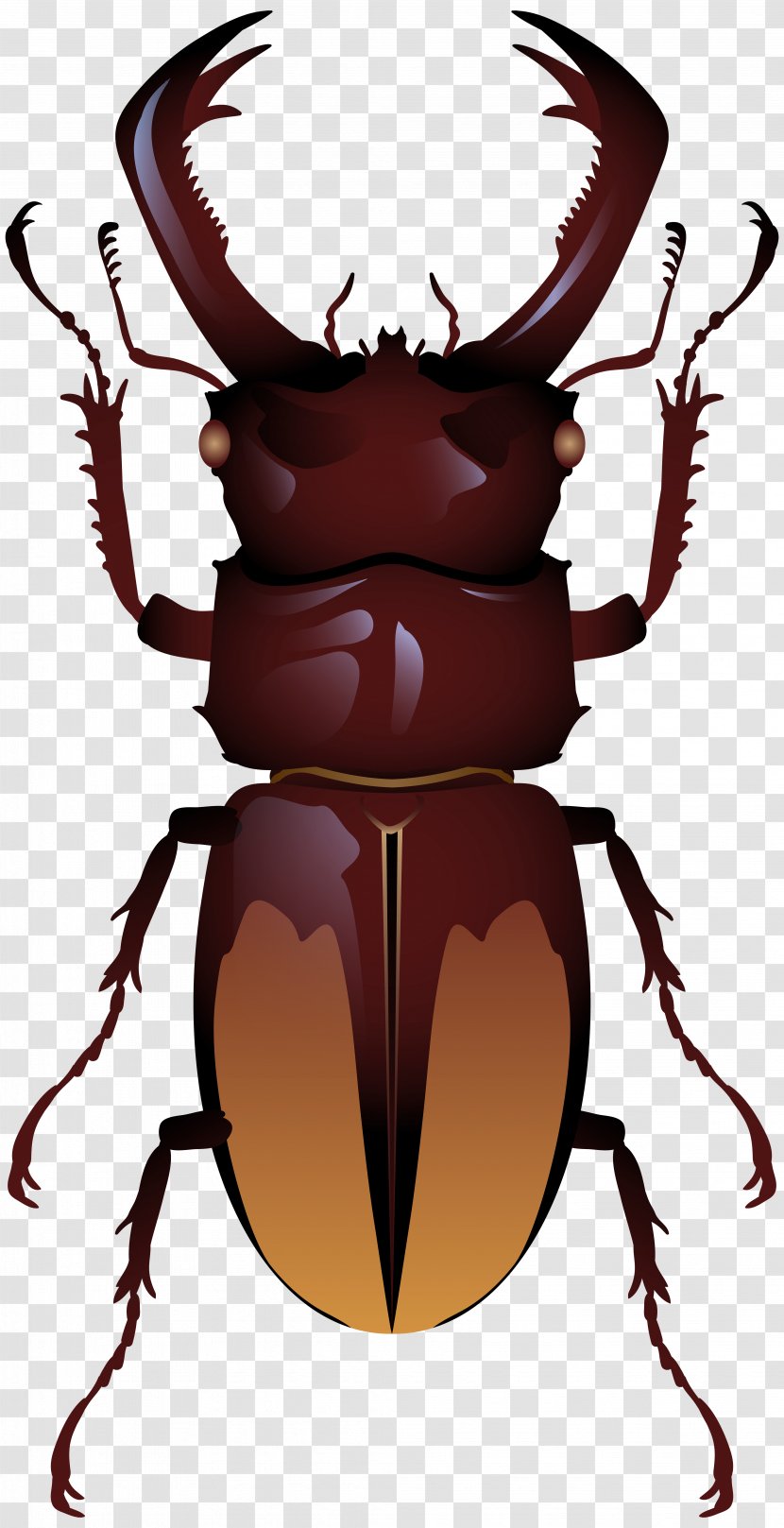Stag Beetle Clip Art - Organism Transparent PNG