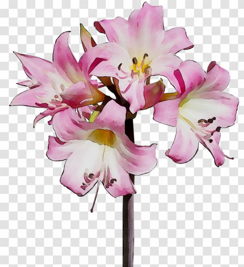 Cut Flowers Floral Design Flower Bouquet Jersey Lily - Moth Orchids Transparent PNG