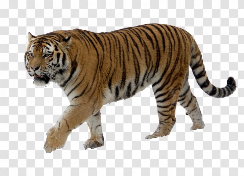 Siberian Tiger Russian Far East Bengal Felidae - White Transparent PNG