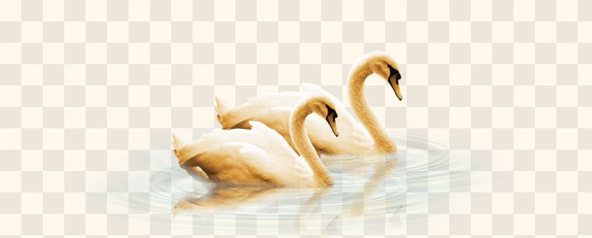 Swan Duck Goose Water Bird - Domestic Transparent PNG