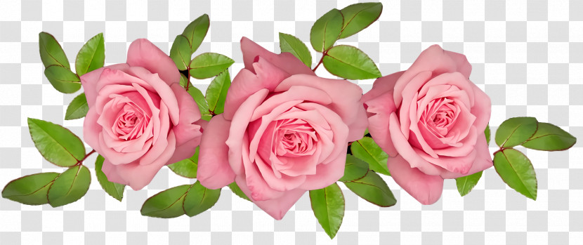 Garden Roses Transparent PNG