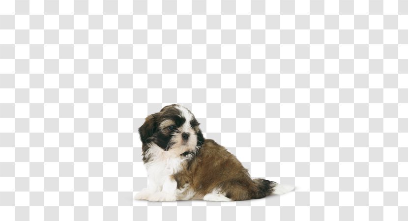 Cavachon Shih Tzu Puppy Tibetan Terrier Havanese Dog - Companion Transparent PNG