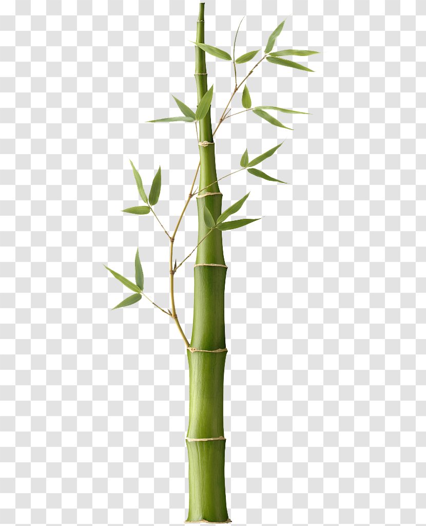Pleioblastus Bamboe Stock Photography - Bamboo Pictures Transparent PNG