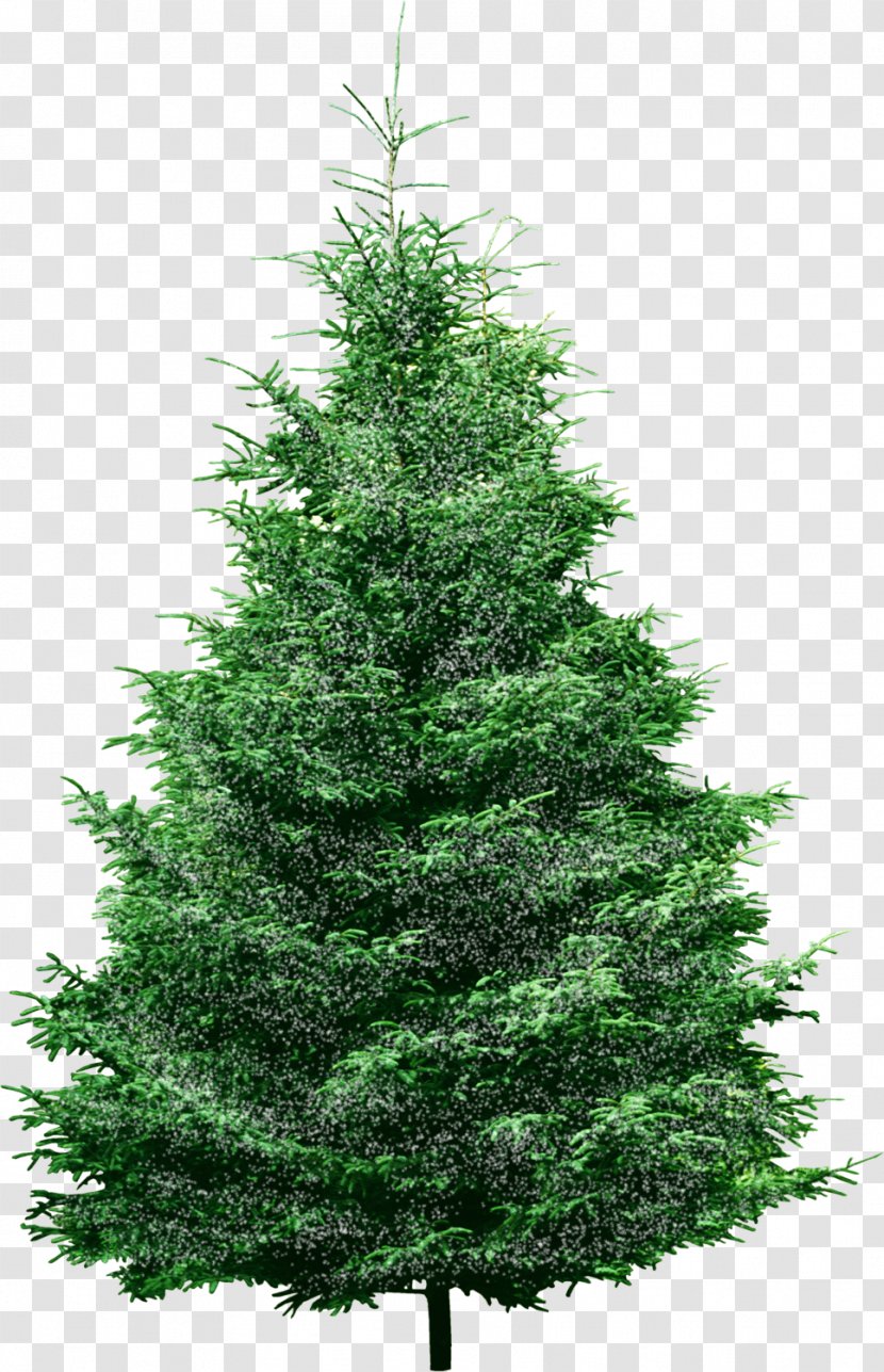 Pine Christmas Tree Spruce Conifers - Conifer - A Transparent PNG