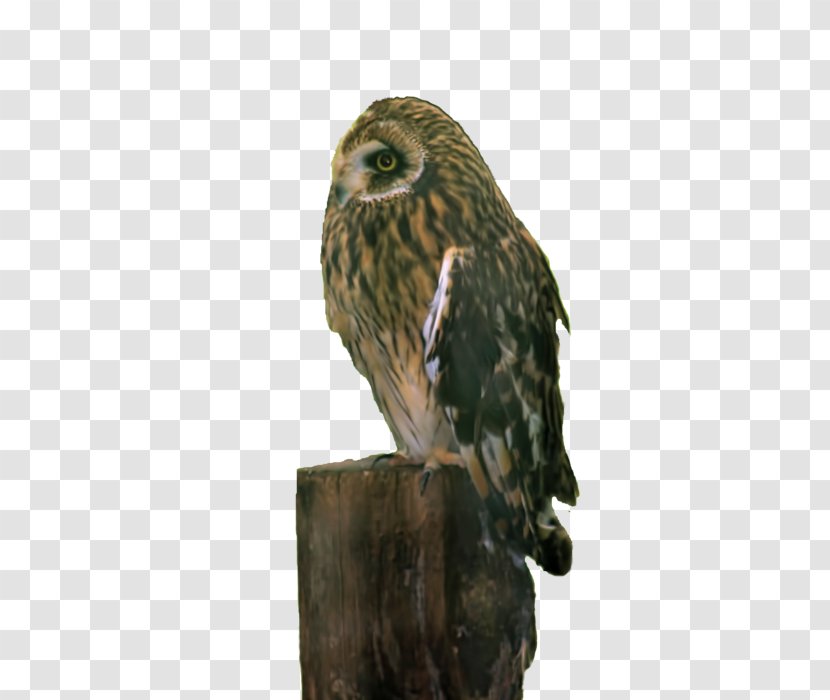 Great Grey Owl Hawk Beak - Fauna - Pamela Transparent PNG