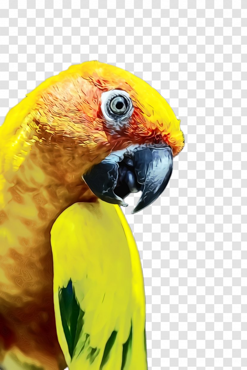 Colorful Background - Perico - Closeup Transparent PNG