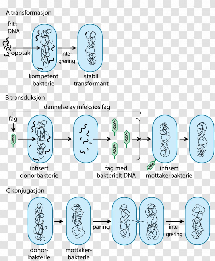 Store Medisinske Leksikon Bacteria Medicine Horizontal Gene Transfer Salmonella - Akershus - Spore Transparent PNG