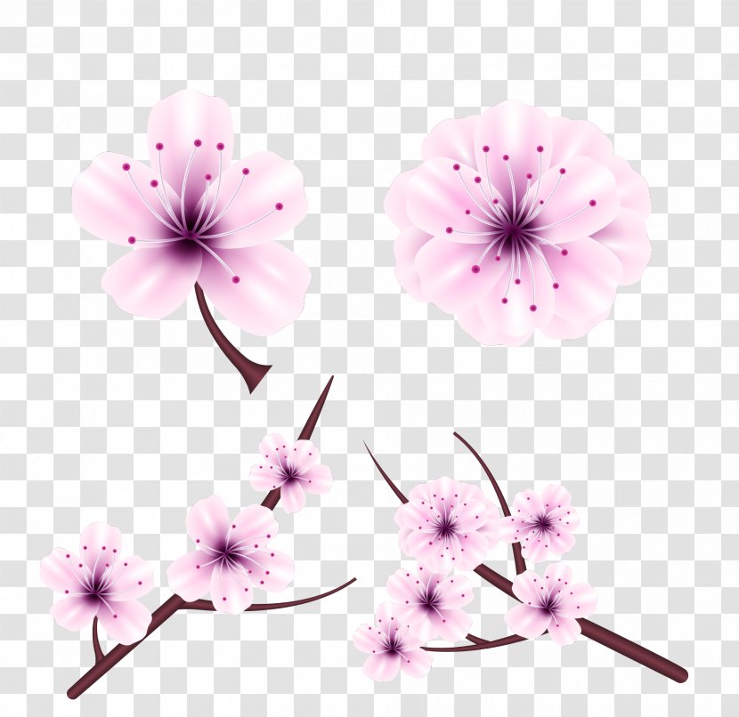 National Cherry Blossom Festival Flower Euclidean Vector - Pink - Japanese Transparent PNG