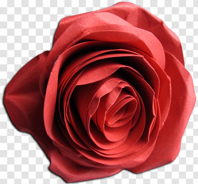 Centifolia Roses Garden Cut Flowers Rosaceae - Rosa - Red Flower Transparent PNG