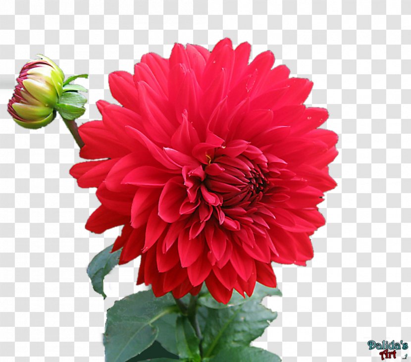 Dahlia Flower Desktop Wallpaper Clip Art - Plant - 情人节玫瑰 Transparent PNG