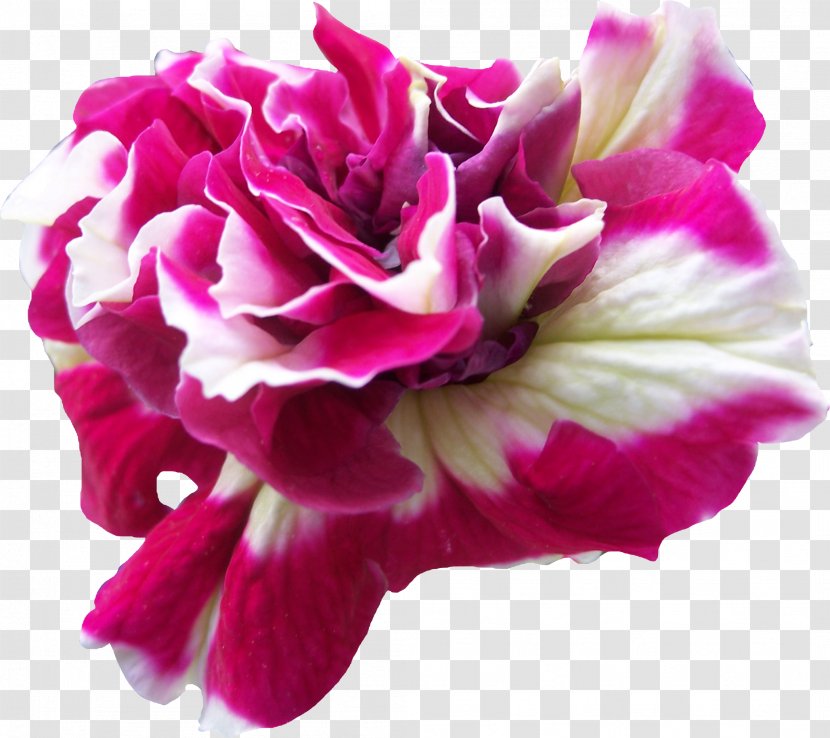 DeviantArt Flower - Art - Flowers Transparent PNG