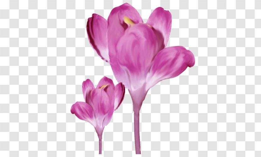 Crocus Saffron Colchicum Autumnale - Cyclamen Transparent PNG