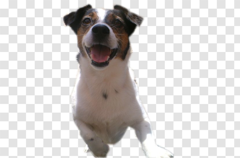 Dog Breed Jack Russell Terrier Parson Companion - Charlie Transparent PNG