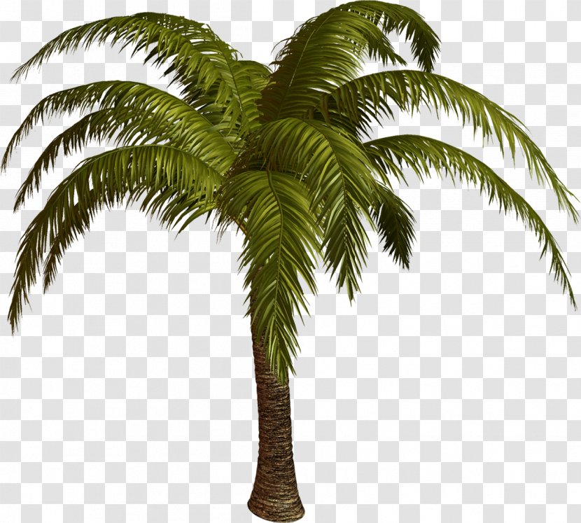 Palmier Arecaceae Tree - Palm Transparent PNG