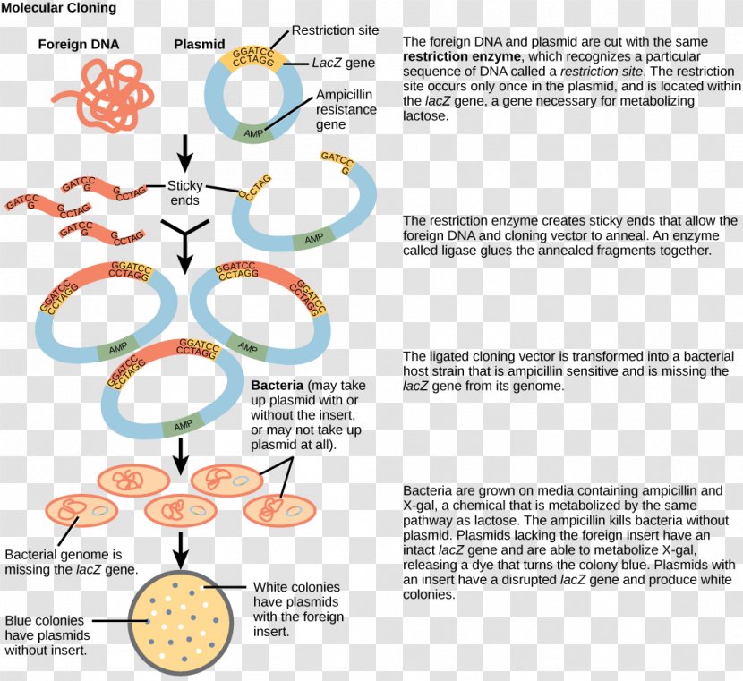Molecular Cloning Biology Recombinant DNA - Fine Vector Transparent PNG