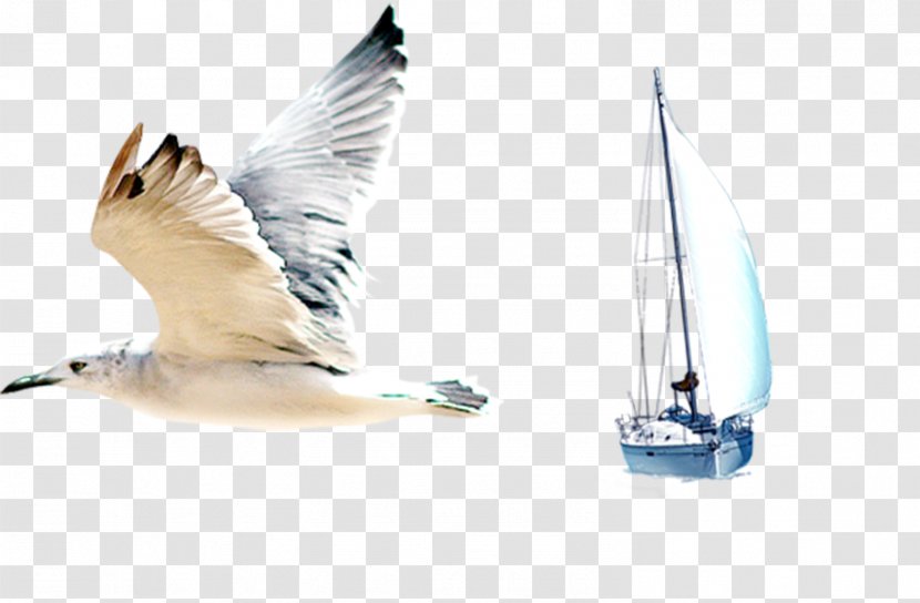Gulls Bird Common Gull - Fauna - Seagulls And Sailing Elements Transparent PNG