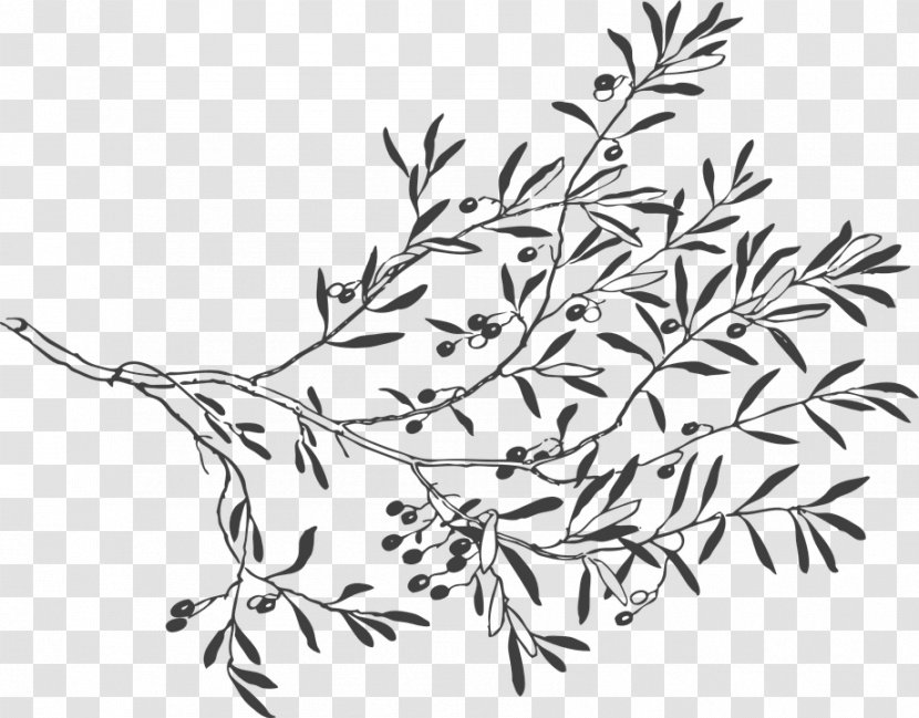 Olive Branch Drawing Clip Art - Tree Transparent PNG