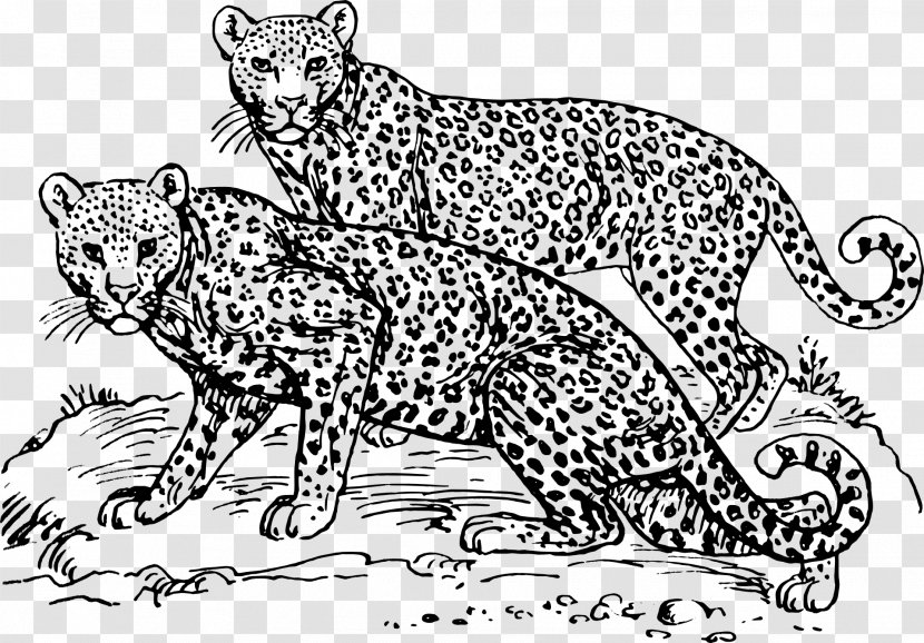 Cheetah Felidae Snow Leopard Clip Art - Jaguar - Leopards Transparent PNG