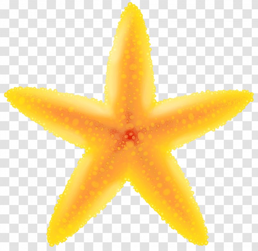 Yellow Plant Starfruit Fruit Starfish - Marine Invertebrates Transparent PNG