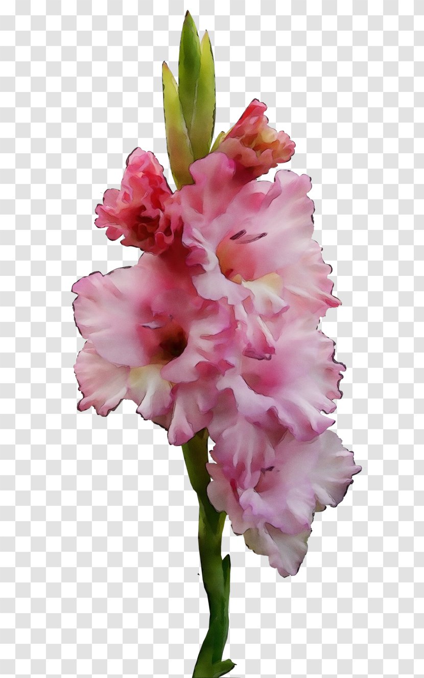 Flower Flowering Plant Pink Gladiolus - Cut Flowers - Iris Family Transparent PNG