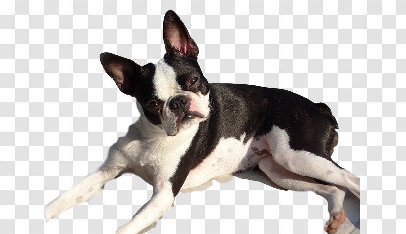 Boston Terrier French Bulldog Bull Chihuahua - Dog Like Mammal - Puppy Transparent PNG