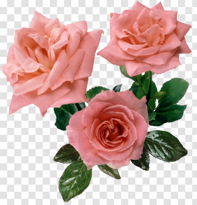 Still Life: Pink Roses Flowers Cabbage Rose - Life - Flower Transparent PNG