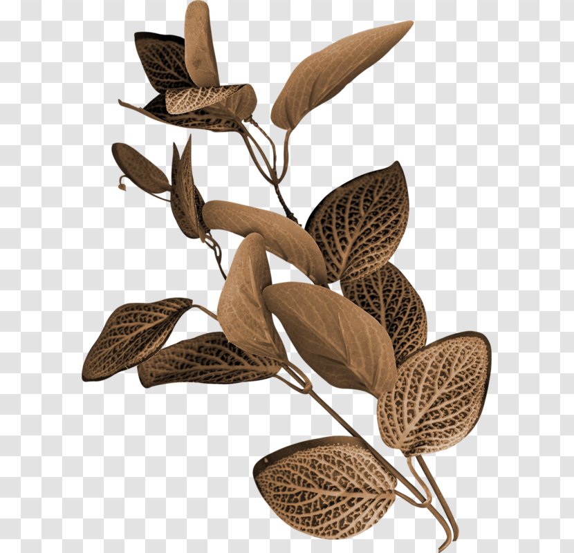 Foliage Save Fall - Branch - Leaf Transparent PNG