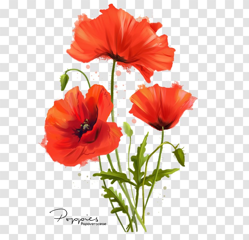 Common Poppy Flower Watercolor Painting - Annual Plant Transparent PNG