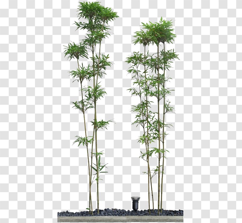 Bamboo Drawing - Houseplant - Picture Material Image Transparent PNG