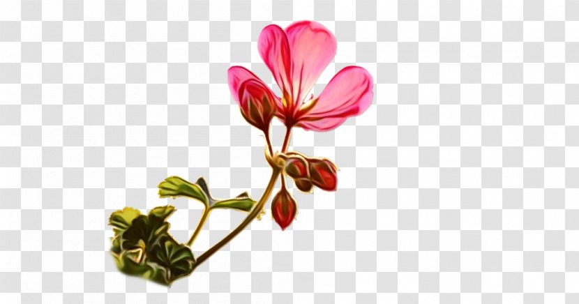 Cut Flowers Plant Stem Bud Herbaceous - Flowering Transparent PNG